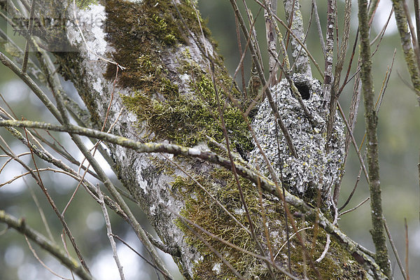 Nest der Schwanzmeise (Aegithalos caudatus)