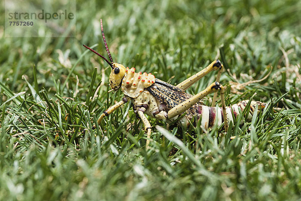 Kegelkopfschrecke (Phymateus morbillosus) im Gras