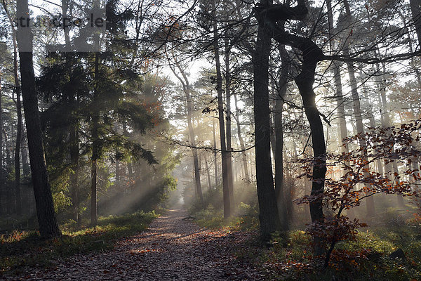 Weg durch einen nebligen Mischwald im Herbst