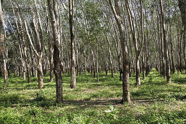Kautschukplantage  Kautschukbäume (Hevea brasiliensis)