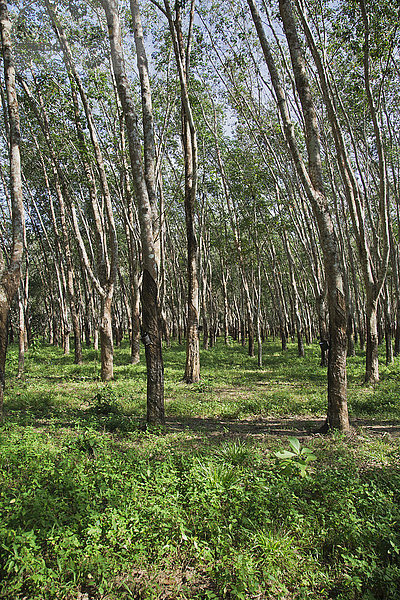 Kautschukplantage  Kautschukbäume (Hevea brasiliensis)