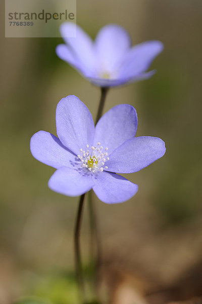 Leberblümchen (Anemone hepatica syn. Hepatica nobilis)  Blüte