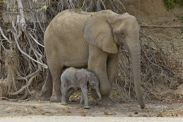 Afrikanischer Elefant (Loxodonta africana)  weiblicher Wüstenelefant mit Jungtier im Trockenflussbett des Hoanib