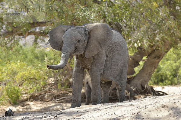 Afrikanischer Elefant (Loxodonta africana)  Wüstenelefant im Trockenflussbett des Hoanib