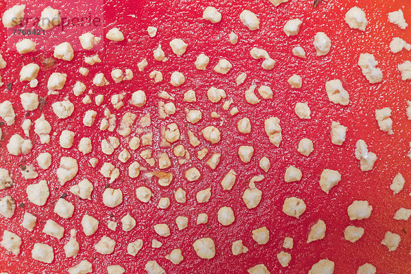 Fliegenpilz (Amanita muscaria)  Detail des Fruchtkörpers