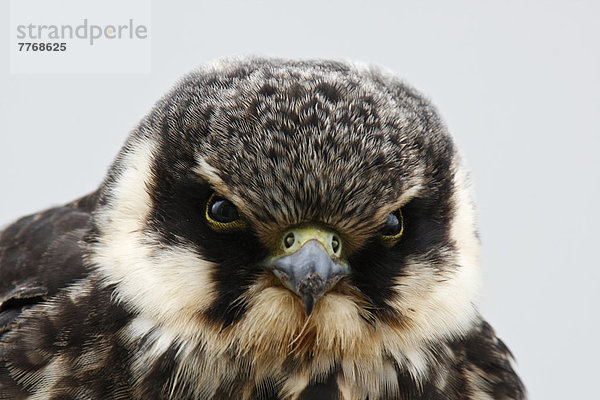 Baumfalke (Falco subbuteo)  Jungtier  Portrait