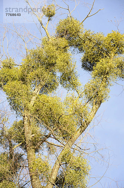 Schmarotzende Mistelpflanzen  Weißbeerige Mistel (Viscum album) auf Weidenbaum (Salix sp)  Auenwaldvegetation