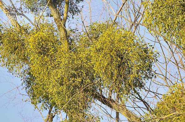 Schmarotzende Mistelpflanzen  Weißbeerige Mistel (Viscum album) auf Weidenbaum (Salix sp)  Auenwaldvegetation