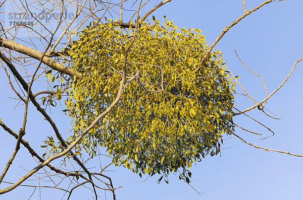 Schmarotzende Mistelpflanzen  Weißbeerige Mistel (Viscum album) auf Weidenbaum (Salix sp)  Auenwaldvegetation