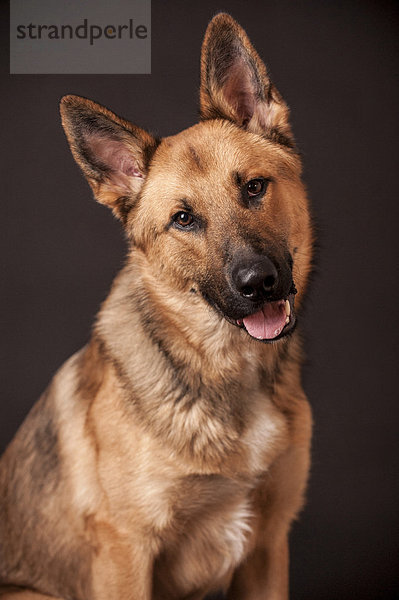 Schäferhundmischling  Portrait