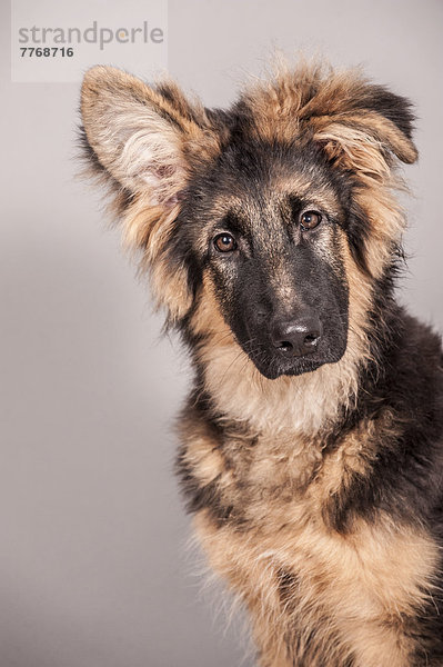 Altdeutscher Schäferhund  Portrait eines Junghundes