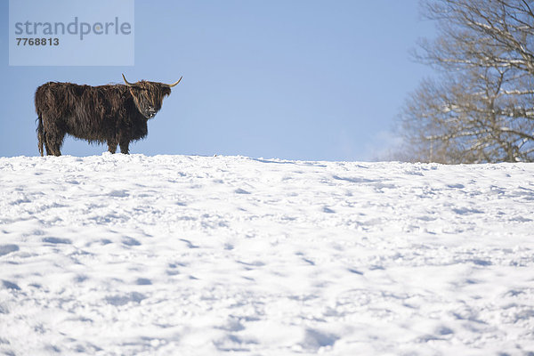 Schottisches Hochlandrind oder Highland Cattle im Schnee