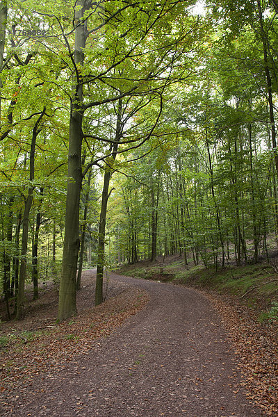 Wanderweg durch den Laubwald am Rennsteig  Naturschutzgebiet