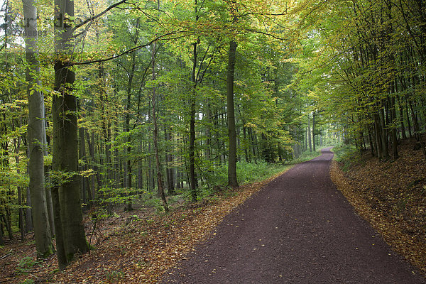 Wanderweg durch den Laubwald am Rennsteig  Naturschutzgebiet
