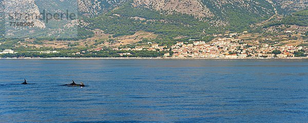 nahe Europa Küste Insel Delphin Delphinus delphis Dalmatiner Adriatisches Meer Adria Kroatien