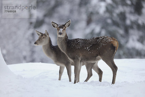 Rothirsch (Cervus elaphus)  zwei Hirschkühe stehen im Schnee