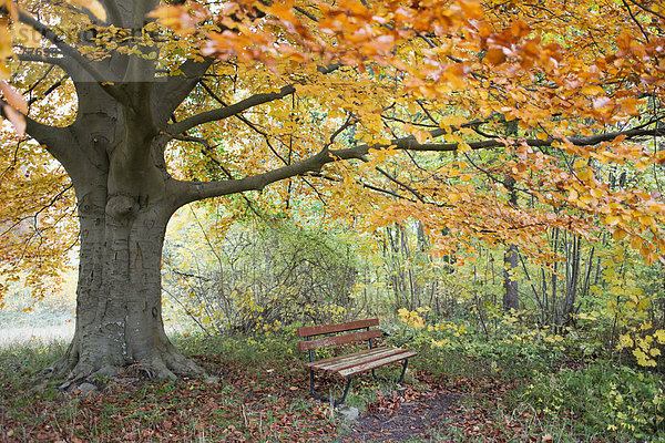Holzbank unter einer großen Buche  im Herbst