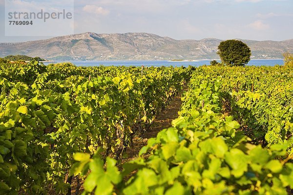 Europa Adriatisches Meer Adria Kroatien Weinberg