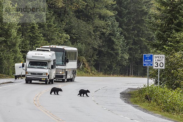 Vereinigte Staaten von Amerika  USA  Schwarzbär  Ursus americanus  Fernverkehrsstraße  Nordamerika  Verlegenheit  amerikanisch  Jungtier  Jahr