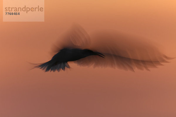 Flussseeschwalbe (Sterna hirundo)  im Flug  Silhouette
