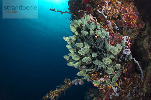 Pilz-Seescheide (Nephtheis fascicularis) im Korallenriff