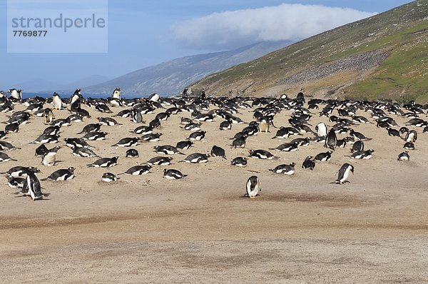 Falklandinseln  Südamerika