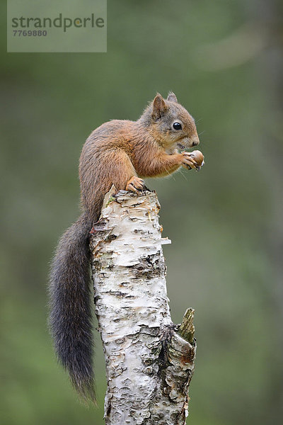 Eichhörnchen (Sciurus vulgaris)  sitzt auf einem Birkenstamm und frisst eine Haselnuss