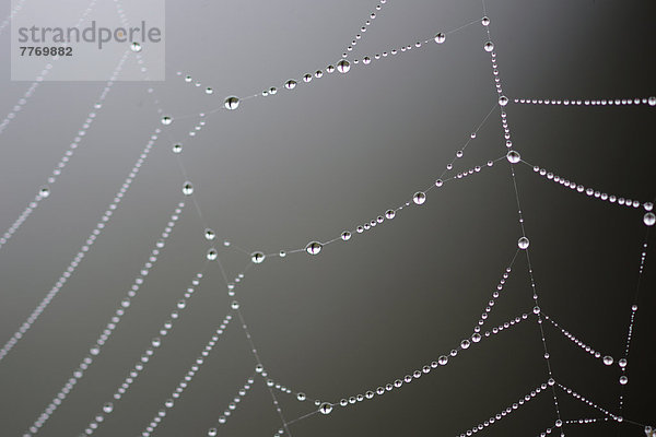 Tautropfen auf einem Spinnennetz