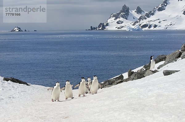 Kaiserpinguin  Aptenodytes forsteri  hoch  oben  gehen  Mütze  Eis  Kinnriemen  Langschwanzpinguin  Antarktis  Half Moon Island