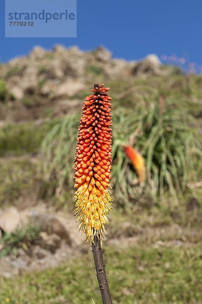 Wärme  rot  Poker  UNESCO-Welterbe  Schopf-Fackellilie  Kniphofia uvaria  Traubige Fackellilie  Fackellilie  Afrika  Äthiopien