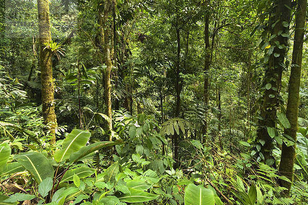 Weg  Regenwald  hängen  Brücke  Mittelamerika  Baldachin  erreichbar  Costa Rica