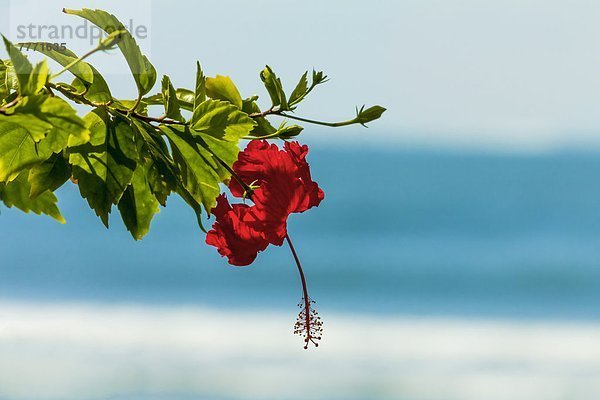 Blume  Strand  Mittelamerika  Costa Rica  Hibiskus  Nicoya Halbinsel