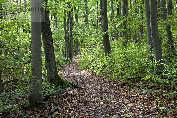 Weg durch Laubwald  Naturpfad Thiemsburg