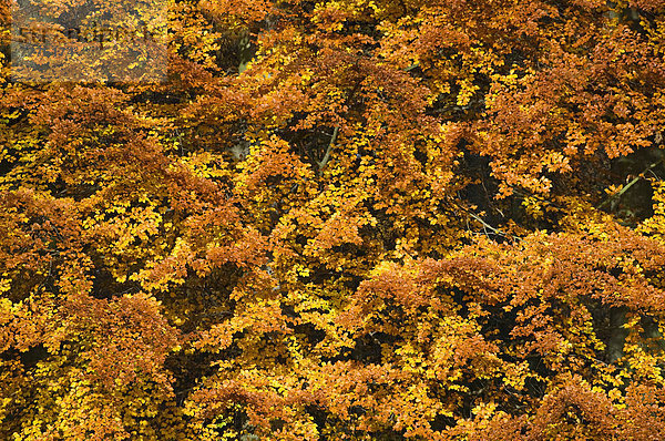 Rotbuchen (Fagus sylvatica)  Baumkronen in herbstlicher Färbung  UNESCO-Weltnaturerbe
