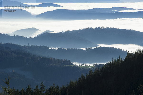 Bewaldete Hügel  Nebel