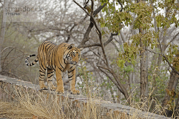 Steinmauer  Raubkatze  Tiger  Panthera tigris  gehen  ungestüm
