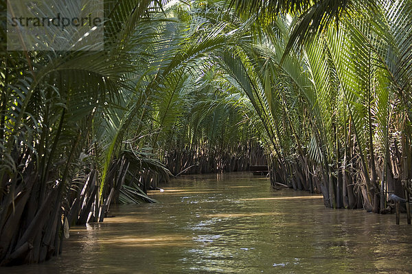 Bambus wächst am Mekong