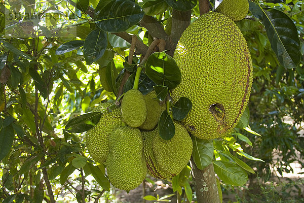 Jackfrüchte am Jackfruchtbaum (Artocarpus heterophyllus)