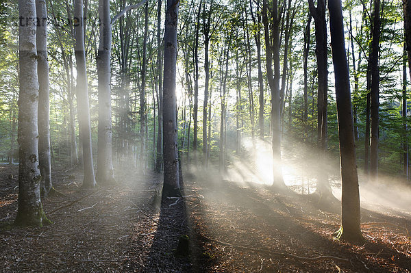 Feiner Nebel in einem Buchenwald