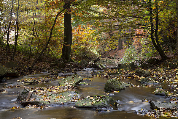 Fluss Ilse im Ilsetal im Herbst