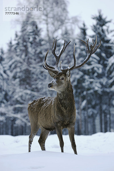 Rothirsch (Cervus elaphus)  Hirsch steht im Schnee  captive