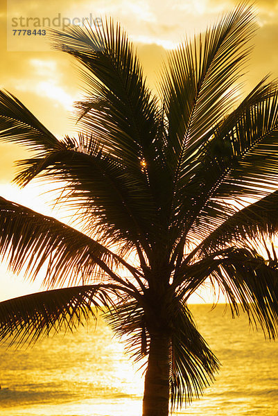 Silhouette der Palme