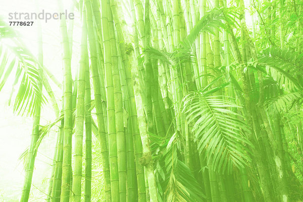 Bambus  Sonnenlicht  Hain