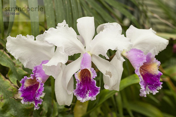 Orchideen (Cattleya)