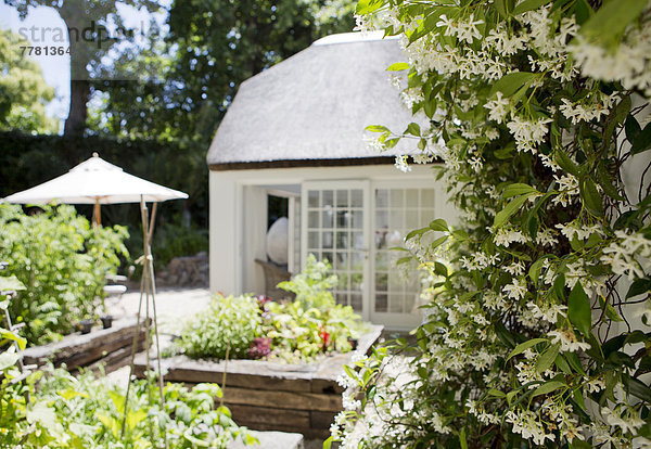 Pflanzgefäße und Reben im Garten