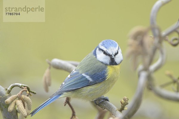 Blaumeise auf einem Zweig  Parus caeruleus  Oberpfalz  Bayern  Deutschland  Europa