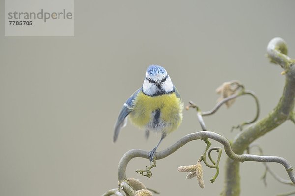 Blaumeise auf einem Zweig  Parus caeruleus  Oberpfalz  Bayern  Deutschland  Europa