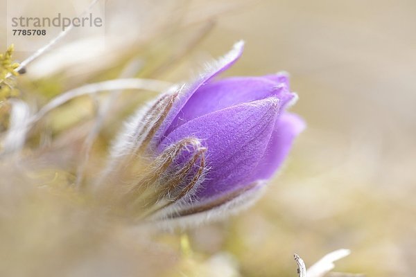 Küchenschelle  Pulsatilla vulgaris  Oberpfalz  Bayern  Deutschland  Europa