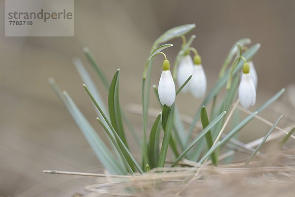 Schneeglöckchen  Galanthus nivalis  Oberpfalz  Bayern  Deutschland  Europa