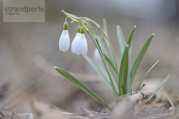 Schneeglöckchen  Galanthus nivalis  Oberpfalz  Bayern  Deutschland  Europa